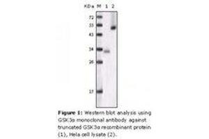 Image no. 1 for anti-Glycogen Synthase Kinase 3 alpha (GSK3a) antibody (ABIN207639) (GSK3 alpha Antikörper)