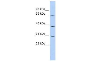 CCDC54 antibody used at 1 ug/ml to detect target protein.