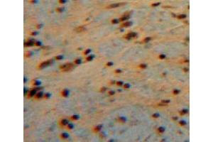 IHC-P analysis of brain tissue, with DAB staining. (CNTF Antikörper  (AA 2-200))