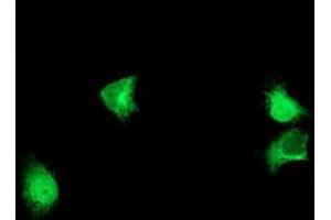 Anti-ALG2 mouse monoclonal antibody (ABIN2455500) immunofluorescent staining of COS7 cells transiently transfected by pCMV6-ENTRY ALG2 (RC204766). (ALG2 Antikörper)