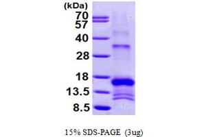 SDS-PAGE (SDS) image for Secretory Leukocyte Peptidase Inhibitor (SLPI) (AA 26-132) protein (His tag) (ABIN666651)