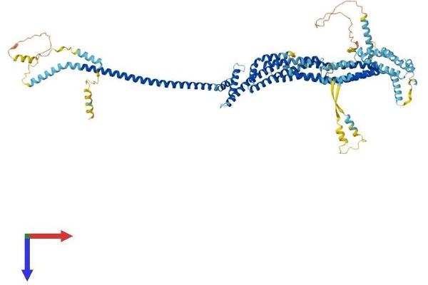 COG3 Protein (AA 1-820) (His tag)