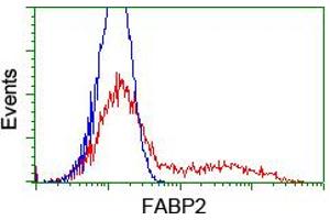 HEK293T cells transfected with either RC210206 overexpress plasmid (Red) or empty vector control plasmid (Blue) were immunostained by anti-FABP2 antibody (ABIN2455027), and then analyzed by flow cytometry. (FABP2 Antikörper)