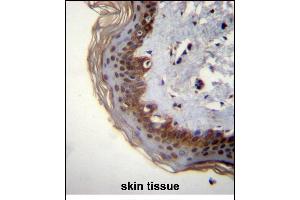 RBM42 Antibody (C-term) (ABIN656357 and ABIN2845655) immunohistochemistry analysis in formalin fixed and paraffin embedded human skin tissue followed by peroxidase conjugation of the secondary antibody and DAB staining. (RBM42 Antikörper  (C-Term))