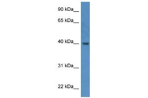 Western Blotting (WB) image for anti-ELMO/CED-12 Domain Containing 3 (ELMOD3) (C-Term) antibody (ABIN2788444) (ELMOD3 Antikörper  (C-Term))