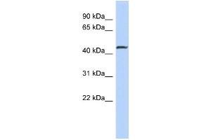 WB Suggested Anti-SMAD2 Antibody Titration:  0. (SMAD2 Antikörper  (N-Term))