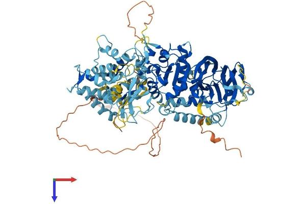 DGKG Protein (AA 1-791) (His tag)