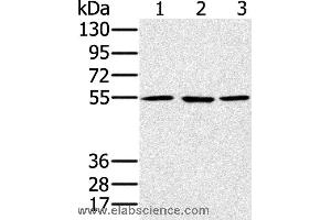 Western blot analysis of A549, hela and NIH/3T3 cell, using PSMC1 Polyclonal Antibody at dilution of 1:500 (PSMC1 Antikörper)