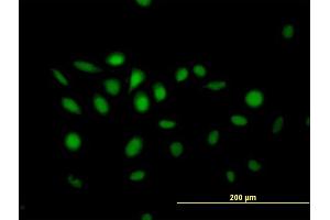 Immunofluorescence of purified MaxPab antibody to NFIX on HeLa cell. (NFIX Antikörper  (AA 1-441))