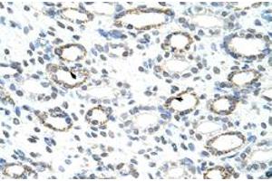 Immunohistochemical staining (Formalin-fixed paraffin-embedded sections) of human kidney with FOXQ1 polyclonal antibody  at 4-8 ug/mL working concentration. (FOXQ1 Antikörper  (N-Term))