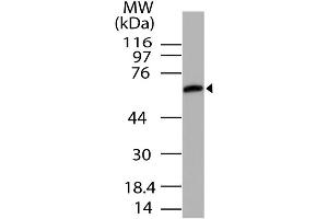 Image no. 1 for anti-Unc-93 Homolog B1 (UNC93B1) (AA 300-597) antibody (ABIN5027623) (UNC93B1 Antikörper  (AA 300-597))