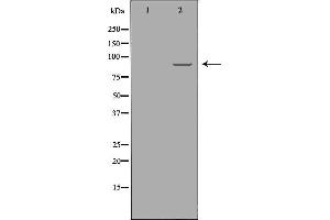 Western blot analysis of A549  using RRM1 antibody. (RRM1 Antikörper  (Internal Region))