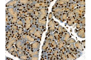 Phospho-Bub1 (Ser459) Antibody at 1/100 staining Rat pancreatic tissue by IHC-P. (BUB1 Antikörper  (pSer459))