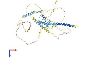 NKAP Protein (AA 1-415) (His tag)