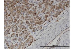 Immunoperoxidase of monoclonal antibody to EDF1 on formalin-fixed paraffin-embedded human pancreas. (EDF1 Antikörper  (AA 1-148))