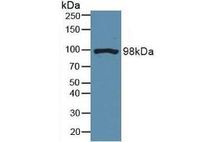 Figure. (DNM2 Antikörper  (AA 533-731))