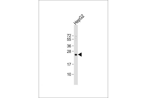 RPL15 antibody  (N-Term)