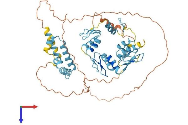 ZNF187 Protein (AA 1-478) (His tag)