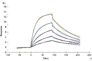 Surface Plasmon Resonance (SPR) image for Interleukin 13 (IL13) (AA 19-132) protein (His tag) (ABIN7274876)