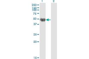 Western Blotting (WB) image for anti-Keratin 20 (KRT20) (AA 1-424) antibody (ABIN565739)