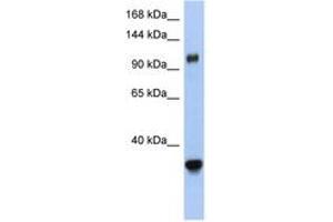 Image no. 1 for anti-Exportin 5 (XPO5) (AA 1115-1164) antibody (ABIN6743458)