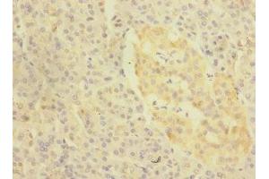 Immunohistochemistry of paraffin-embedded human pancreatic tissue using ABIN7157698 at dilution of 1:100