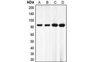 Western blot analysis of EZH1 expression in HepG2 (A), HeLa (B), MOLT4 (C), mouse brain (D) whole cell lysates. (EZH1 Antikörper  (Center))