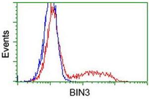 HEK293T cells transfected with either RC203378 overexpress plasmid (Red) or empty vector control plasmid (Blue) were immunostained by anti-BIN3 antibody (ABIN2453899), and then analyzed by flow cytometry. (BIN3 Antikörper)
