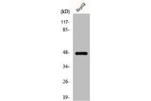 Western Blot analysis of HepG2 cells using GPR137C Polyclonal Antibody (GPR137C Antikörper  (Internal Region))