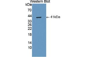Western blot analysis of the recombinant protein. (WNT5B Antikörper  (AA 30-358))