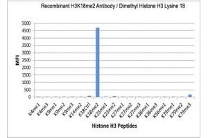 The recombinant H3K18me2 antibody specifically reacts to Histone H3 dimethylated at Lysine 18 (K18me2). (Rekombinanter Histone 3 Antikörper  (2meLys18))