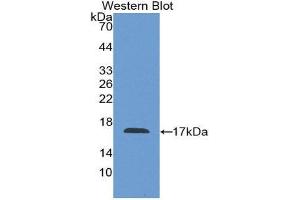 Western Blotting (WB) image for anti-Coagulation Factor VIII (F8) (AA 1854-1988) antibody (ABIN1858767) (Factor VIII Antikörper  (AA 1854-1988))