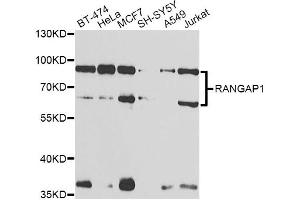 Western blot analysis of extracts of various cell lines, using RANGAP1 antibody (ABIN6290858) at 1:1000 dilution. (RANGAP1 Antikörper)