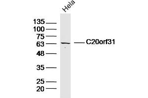 Hela lysates probed with C20orf31 Polyclonal Antibody, Unconjugated  at 1:300 dilution and 4˚C overnight incubation. (EDEM2 Antikörper  (AA 101-200))