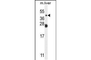 Western blot analysis in mouse liver tissue lysates (35ug/lane). (Sialidase 4 Antikörper  (C-Term))