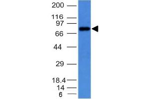 Western Blot on Raji cell lysate usimg Purified IgM Mouse Monoclonal Antibody (IM373). (IGHM Antikörper)