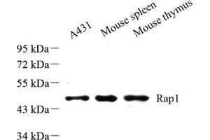 Western blot analysis of Rap1 (ABIN7075857) at dilution of 1: 500 (RAP1 Antikörper)