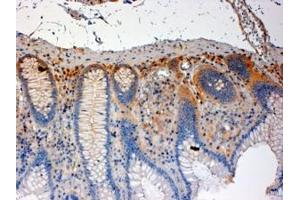 ABIN184606 (4µg/ml) staining of paraffin embedded Human Colon.