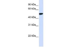 Western Blotting (WB) image for anti-WD Repeat Domain 4 (WDR4) antibody (ABIN2458574)