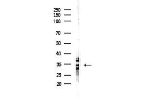 Western blot analysis of lysates from RAW264.