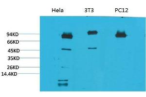Western Blot (WB) analysis of 1) HeLa, 2)3T3, 3) PC12 with STAT3 Mouse Monoclonal Antibody diluted at 1:2000. (STAT3 Antikörper)