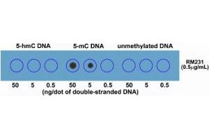Dot blot of double stranded DNA using recombinant 5mC antibody.