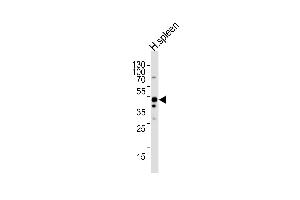 Western blot analysis of lysate from human spleen tissue lysate, using CH Antibody (N-term) (ABIN656387 and ABIN2845682). (CHMP6 Antikörper  (N-Term))