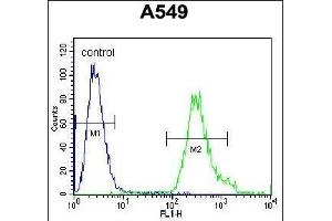 ANKRD58 Antibody (C-term) (ABIN655785 and ABIN2845218) flow cytometric analysis of A549 cells (right histogram) compared to a negative control cell (left histogram). (ANKRD58 Antikörper  (C-Term))