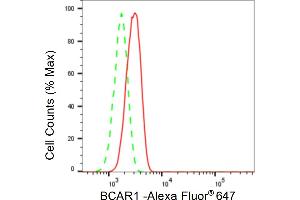 Flow cytometric analysis of BCAR1 expression in H9c2 cells using BCAR1 antibody (ABIN7797791), 1:2,000). (Rekombinanter BCAR1 Antikörper)