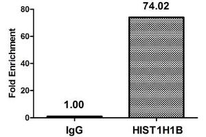 Chromatin Immunoprecipitation Hela (4*10 6 , treated with 30 mM sodium butyrate for 4h) were treated with Micrococcal Nuclease, sonicated, and immunoprecipitated with 8 μg anti-HIST1H1B (ABIN7139164) or a control normal rabbit IgG. (Histone H1.5 Antikörper  (acLys16))