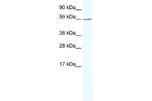 WB Suggested Anti-KHDRBS1 Antibody Titration:  1. (KHDRBS1 Antikörper  (N-Term))