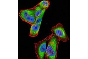 Immunofluorescence (IF) image for anti-Complement Factor H-Related 5 (CFHR5) (AA 344-569) antibody (ABIN5542639)