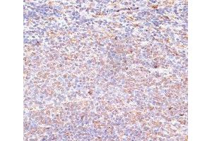 Immunohistochemistry of paraffin-embedded Rat spleen using NFE2L1 Polyclonal Antibody at dilution of 1:100 (40x lens). (NFE2L1 Antikörper)