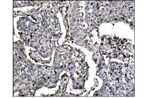 IHC analysis of Fos B/FOSB using anti-Fos B/FOSB antibody (ABIN7599279). (FOSB Antikörper  (AA 1-332))